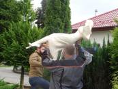 Monta� Pomnika �w. Jadwigi Kr�lowej.